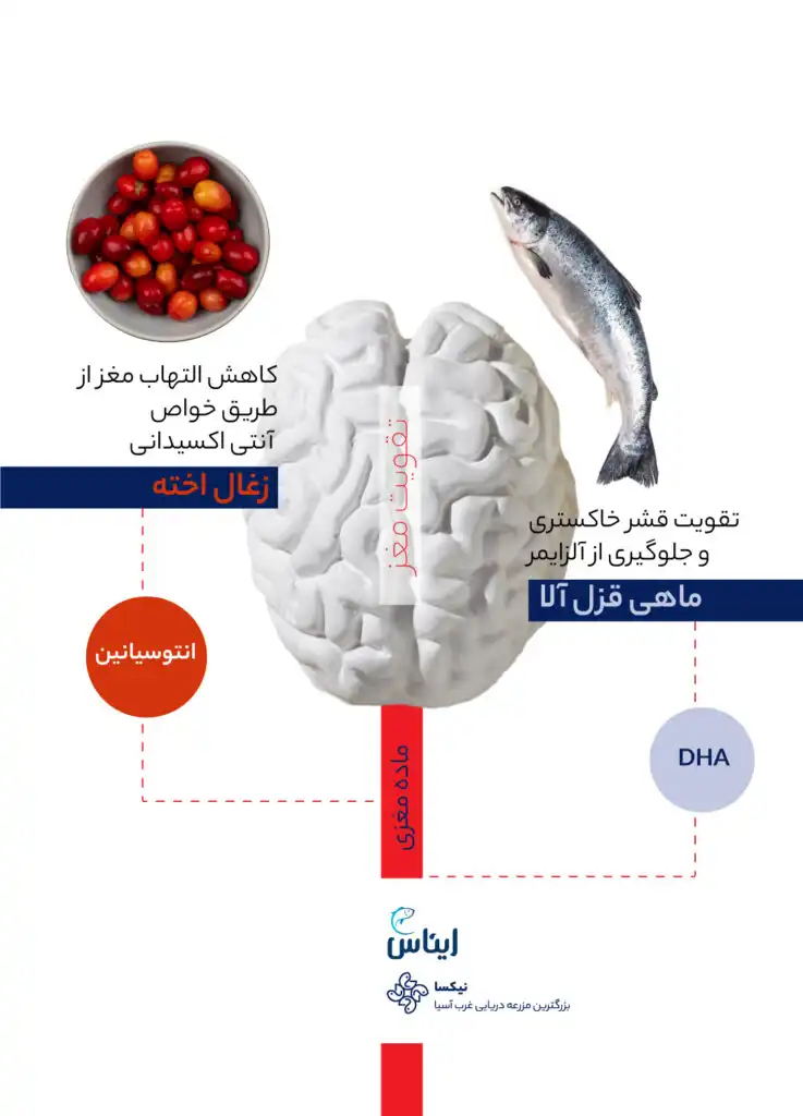 مقایسه ماهی قزل‌آلا و زغال اخته در تقویت مغز