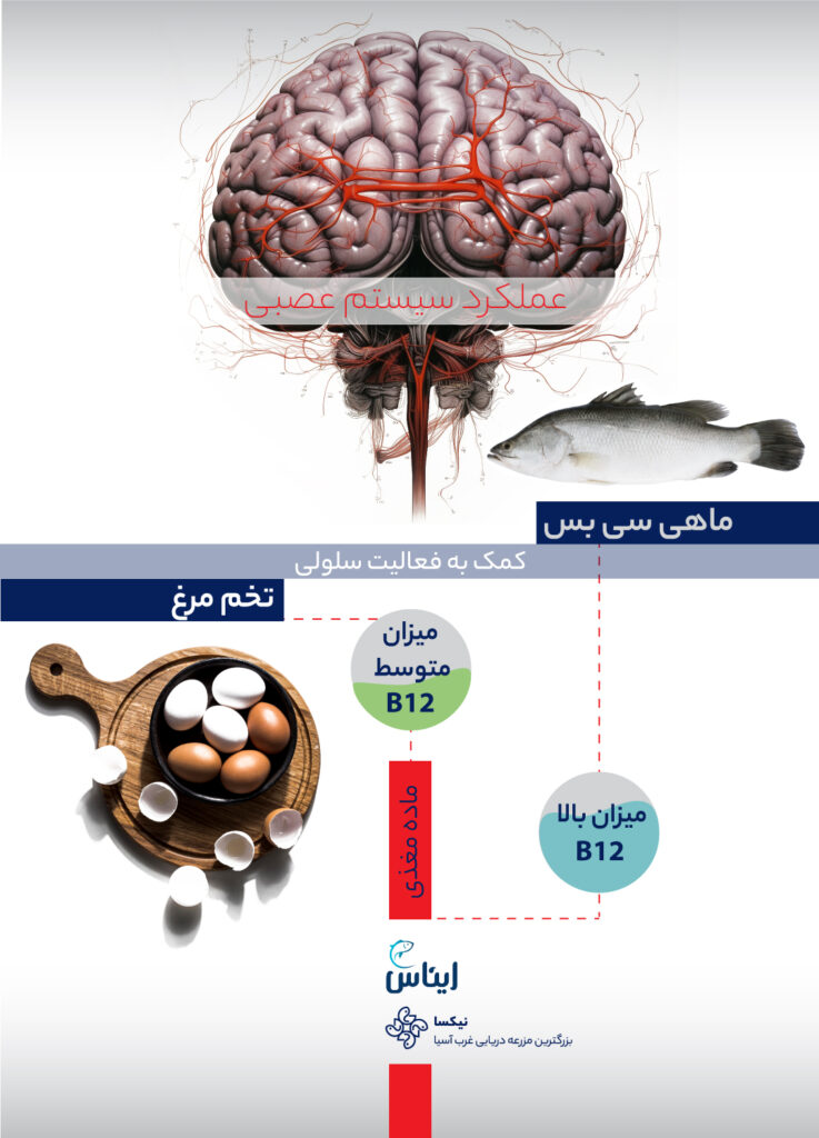 ماهی و تخم مرغ ؛ مقایسه میزان ویتامین B12